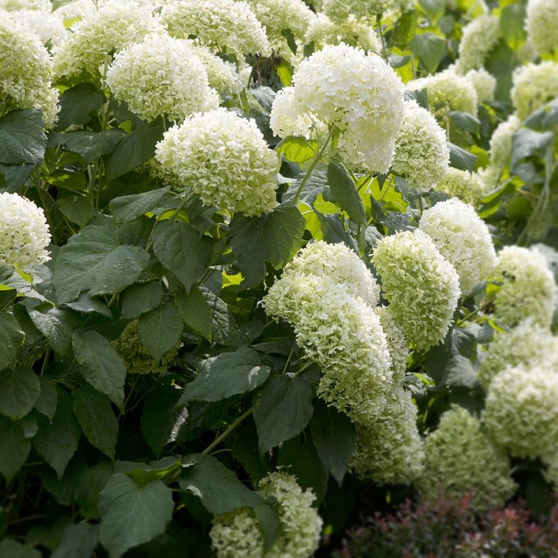 Pallohortensia Hydrangea arborescens