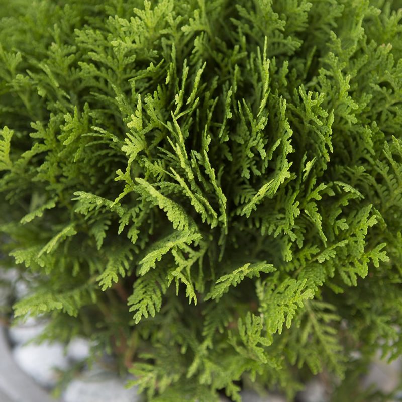 Pallotuija Thuja occidentalis neulaset