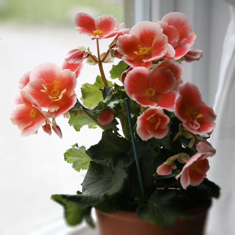 Pauliinabegonia, ruusubegonia Begonia Elatior-ryhmä