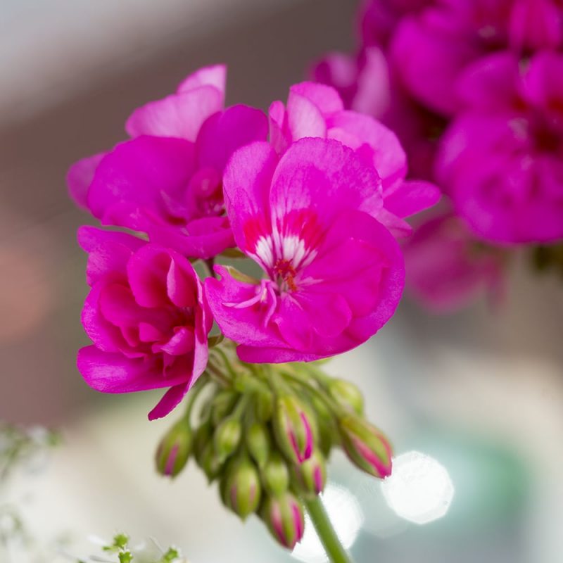 Pelargoni Pelargonium nuppuja