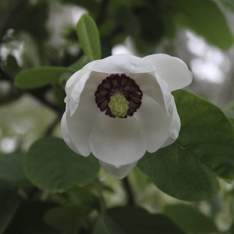 Pensasmagnolian Magnolia sieboldii kukka