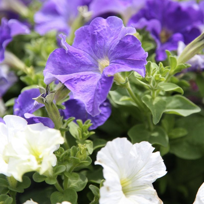 Petunia Petunia x hybrida