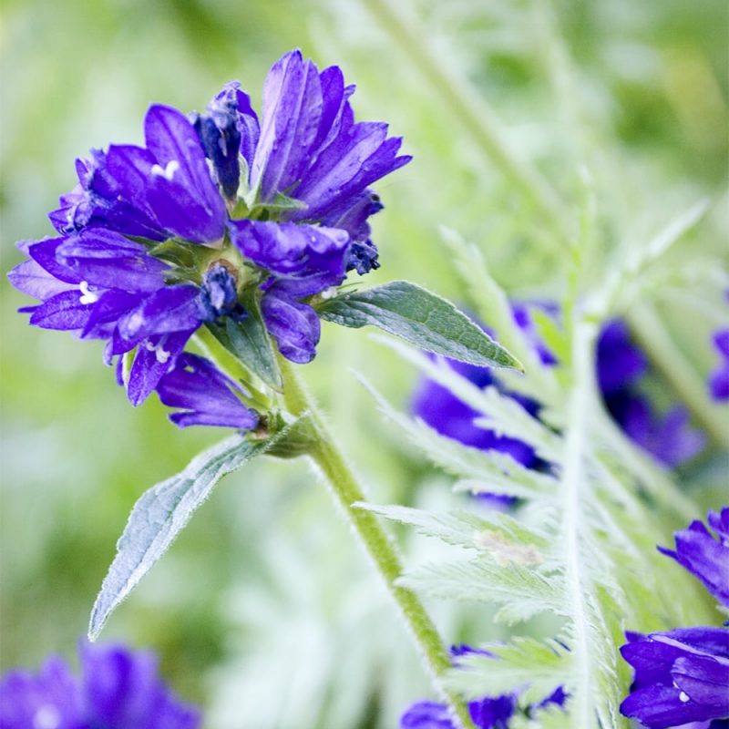 Peurankello Campanula glomerata