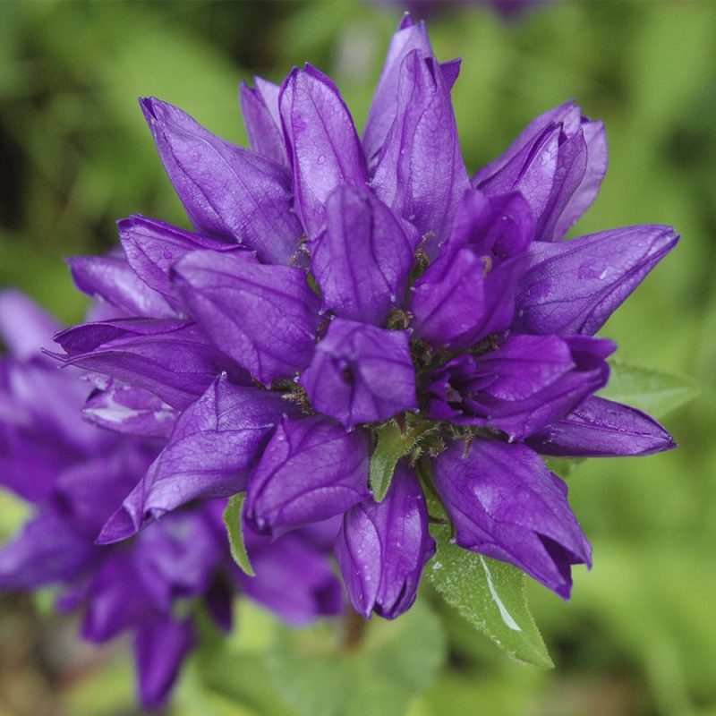 Peurankellon Campanula glomerata kukka