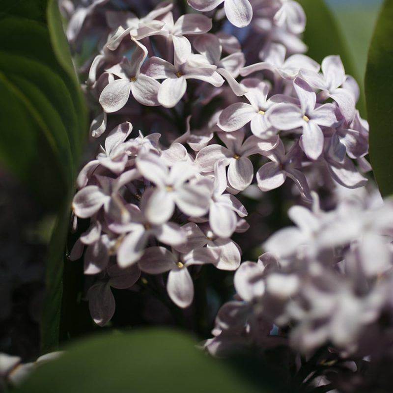 Pihasyreeni Syringa vulgaris