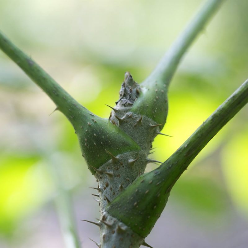 Piikkiaralian Aralia elata piikkiset varret