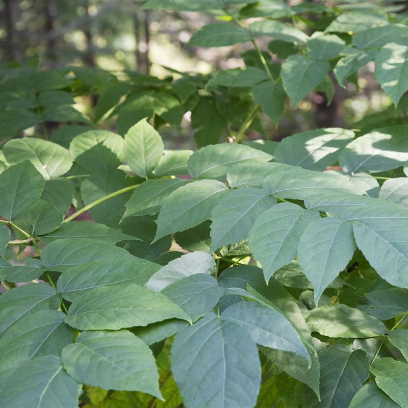 Piikkiaralian Aralia elata lehti