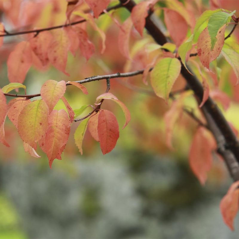 Pilvikirsikka Prunus pensylvanica