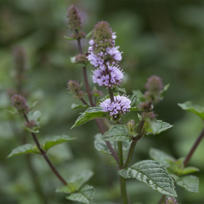 Piparminttu Mentha x piperita, kukinto