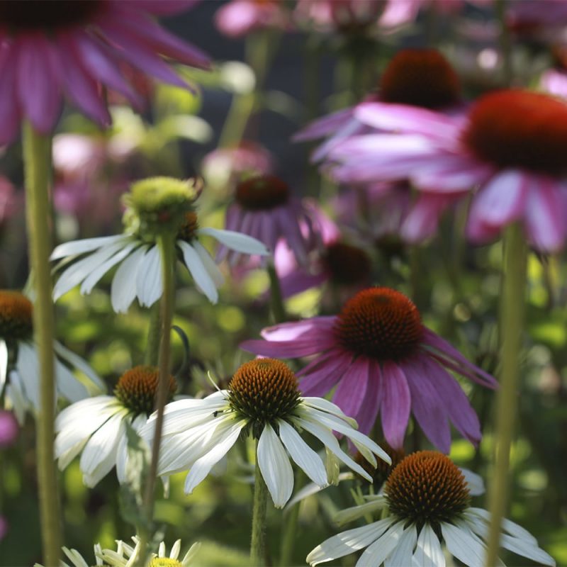 Punahatun Echinacea purpurea lilanpunaiset ja valkoiset kukat