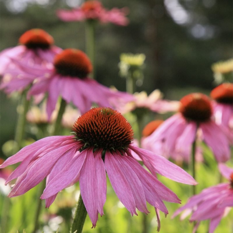 Punahatun Echinacea purpurea kukka