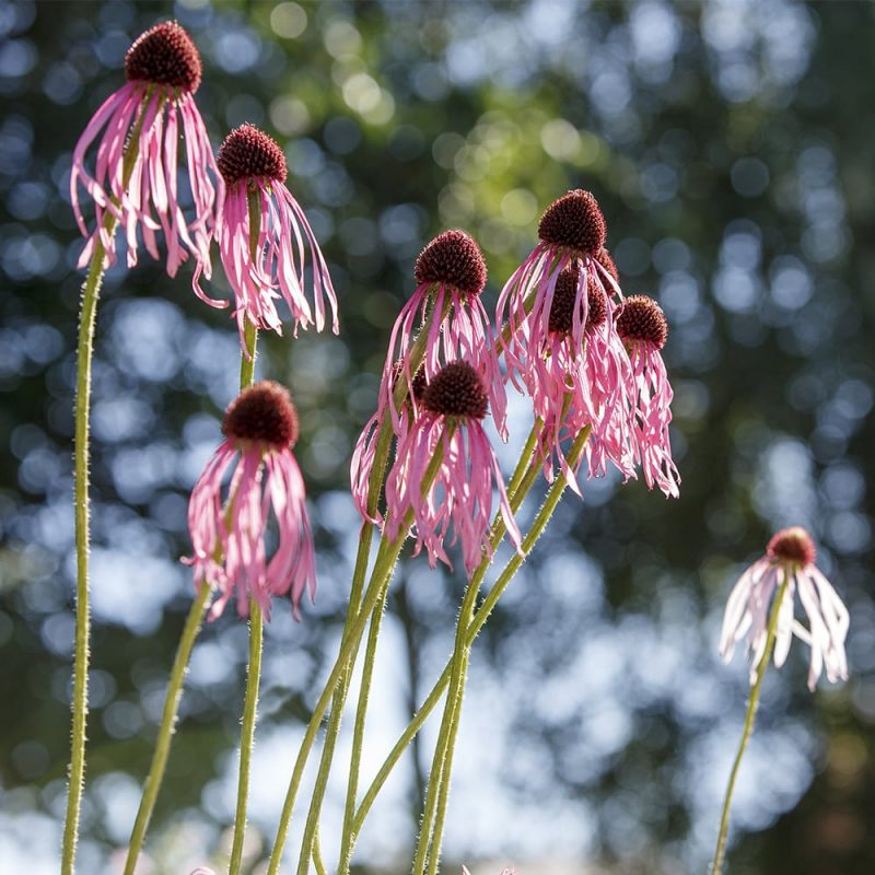 Punahattu Echinacea purpurea