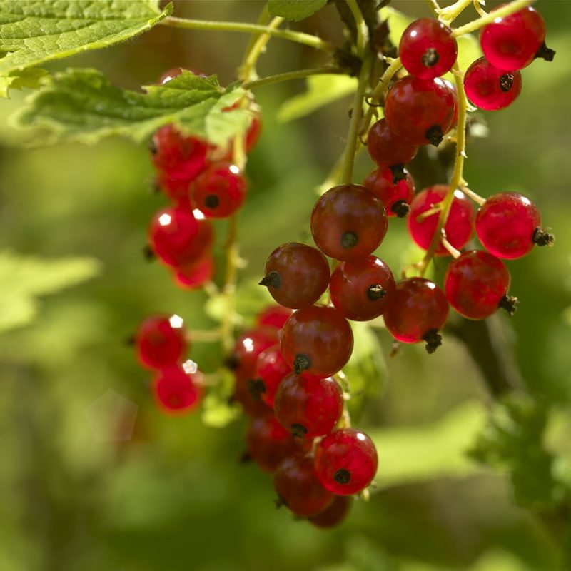 Punaherukka Ribes Rubrum