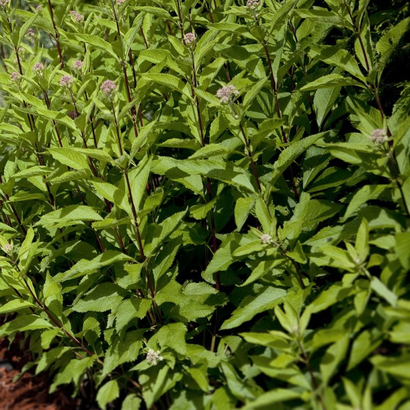 Purppurapunalatva Eupatorium purpureum perenna