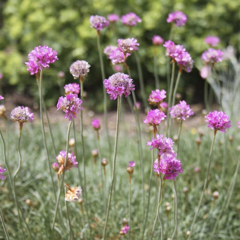 Rantalaukkaneilikka Armeria maritima