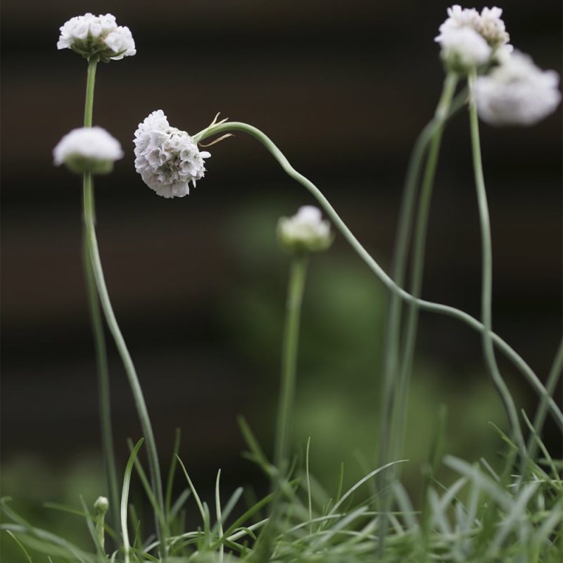 Rantalaukkaneilikka Armeria maritima, lähikuva