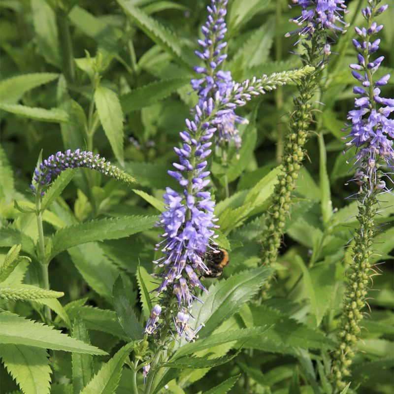 Rantatädyke Veronica longifolia