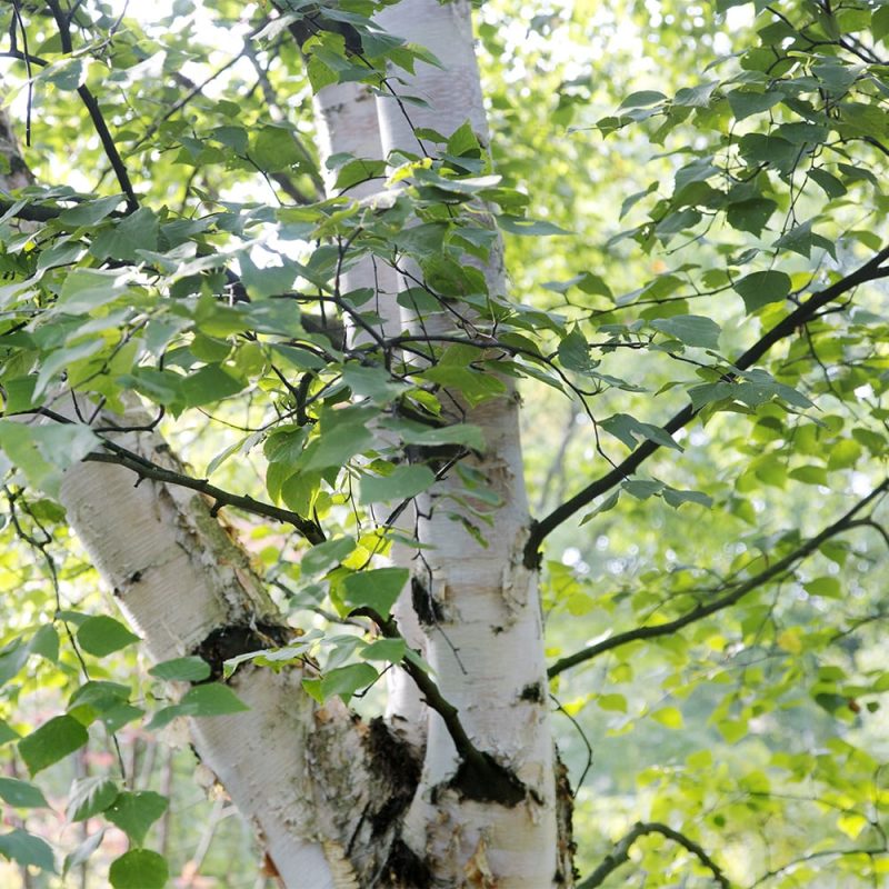 Rauduskoivu Betula pendula