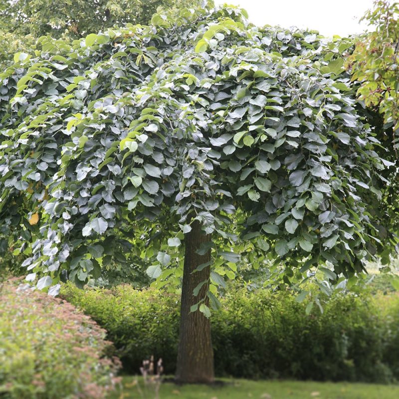 Riippajalava Ulmus glabra ’Horizontalis’ (’Pendula’)