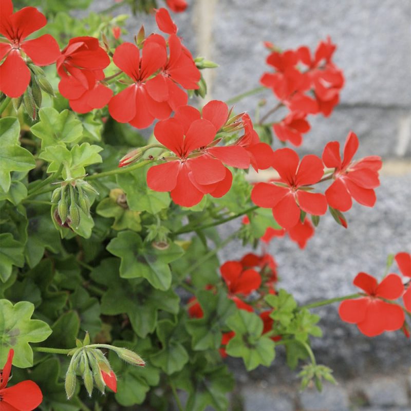 Riippapelargoni Pelargonium peltatum, punainen