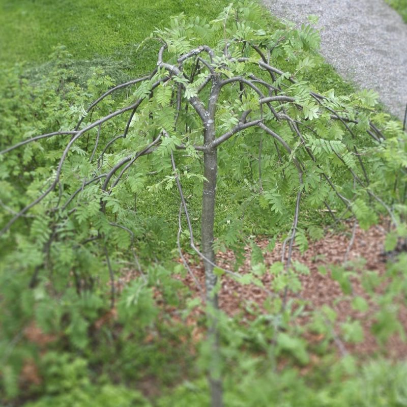 Riippapihlaja Sorbus aucuparia