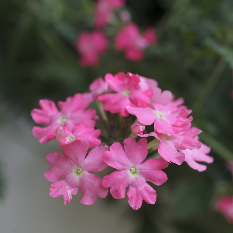 Riippaverbena Verbena bipinnatifida kukka