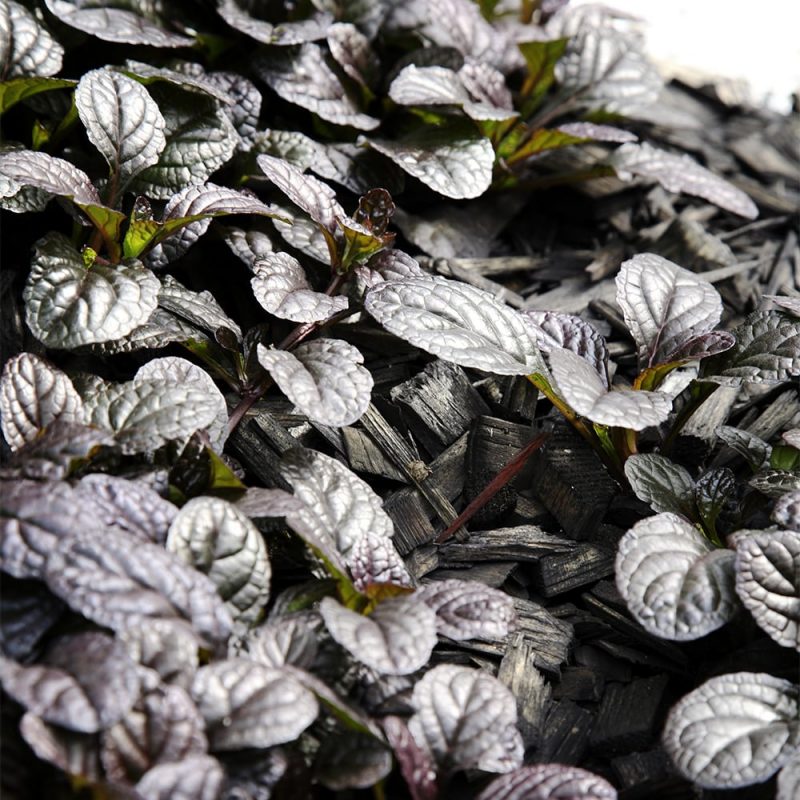 Rönsyakankaali Ajuga reptans