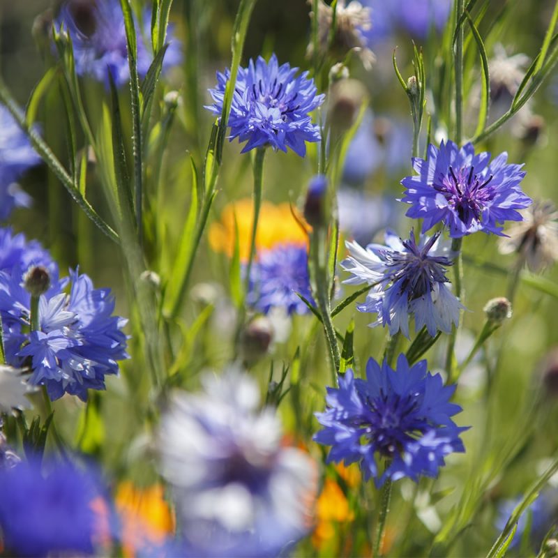 Ruiskaunokin Centaurea cyanus siniset kukat