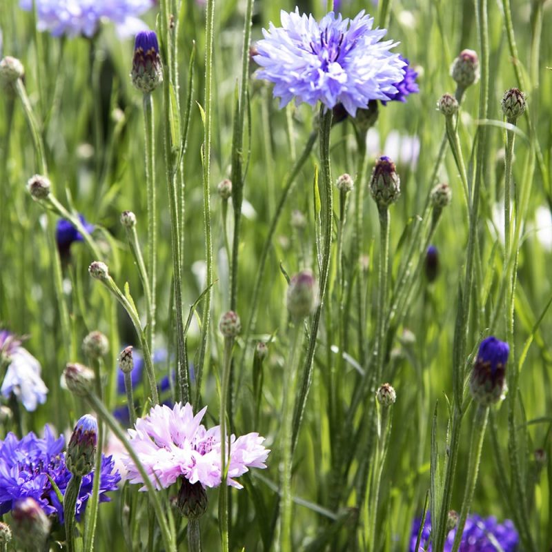 Ruiskaunokki Centaurea cyanus