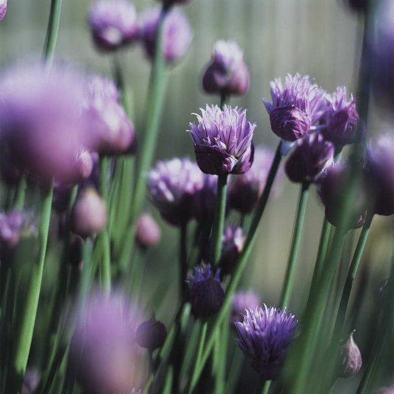 Ruohosipulin Allium schoenoprasum kukka