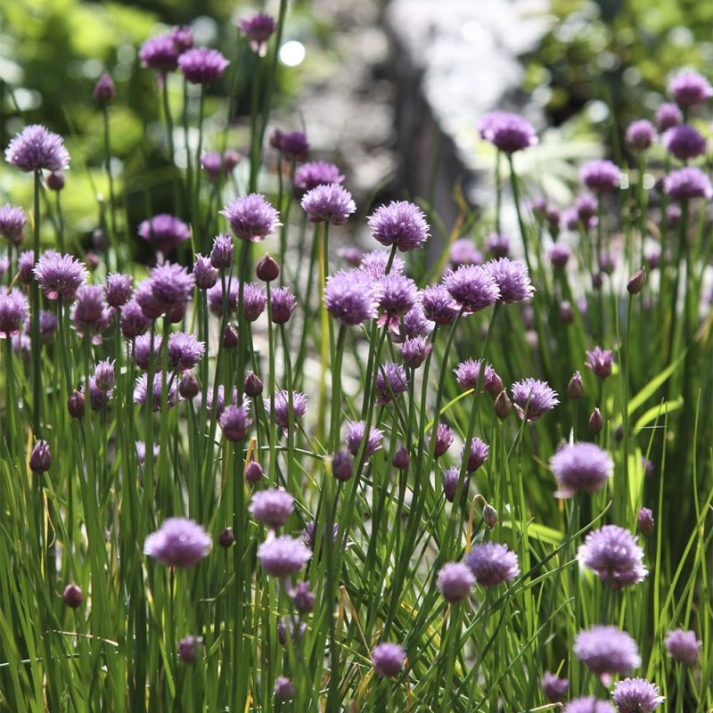 Ruohosipuli Allium schoenoprasum