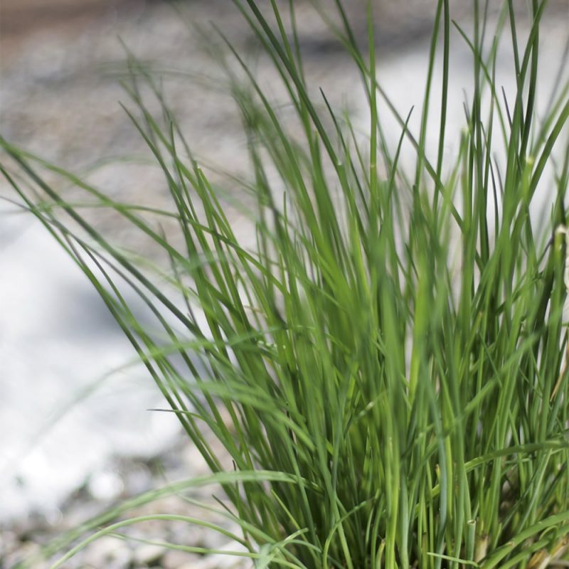 Ruohosipulin Allium schoenoprasum lehtivarret