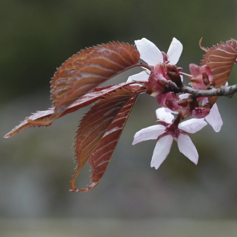 Rusokirsikka Prunus sargentii kukka