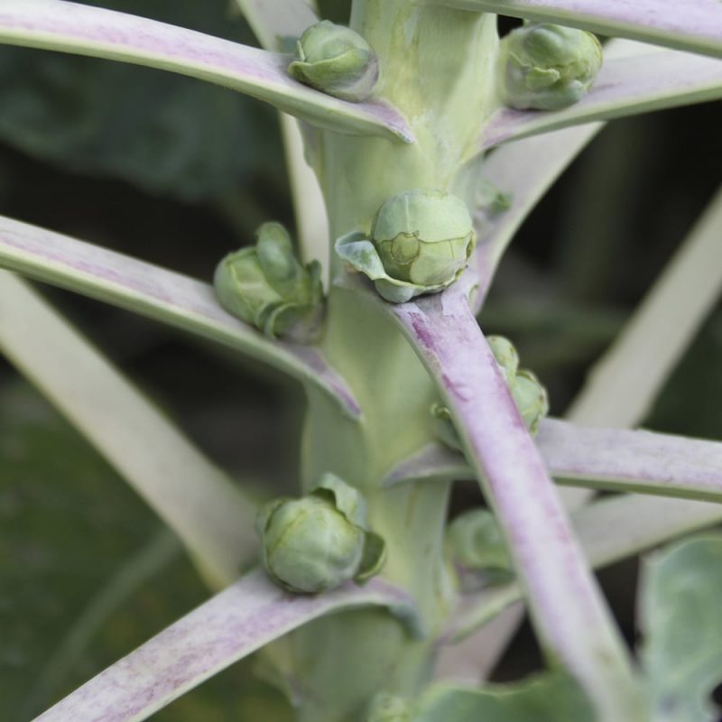 Ruusukaali Brassica oleracea var. gemmifera