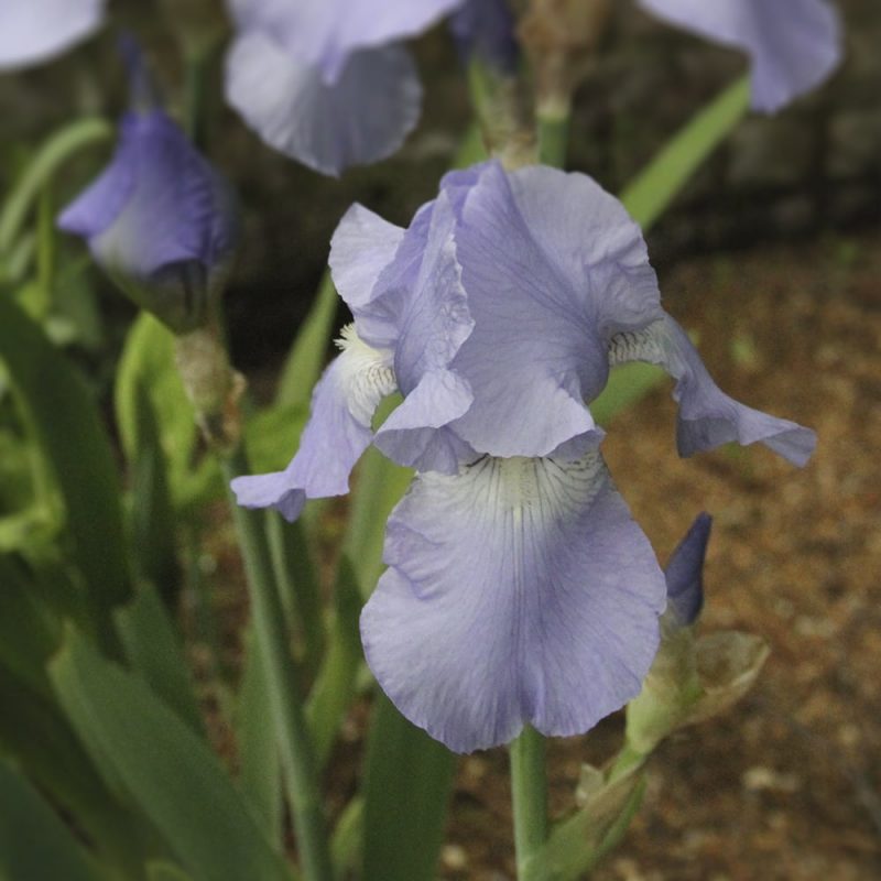 Saksankurjenmiekka Iris germanica