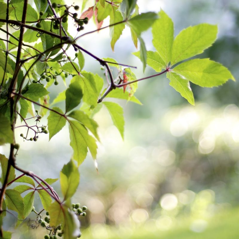 Säleikkövilliviini Parthenocissus inserta