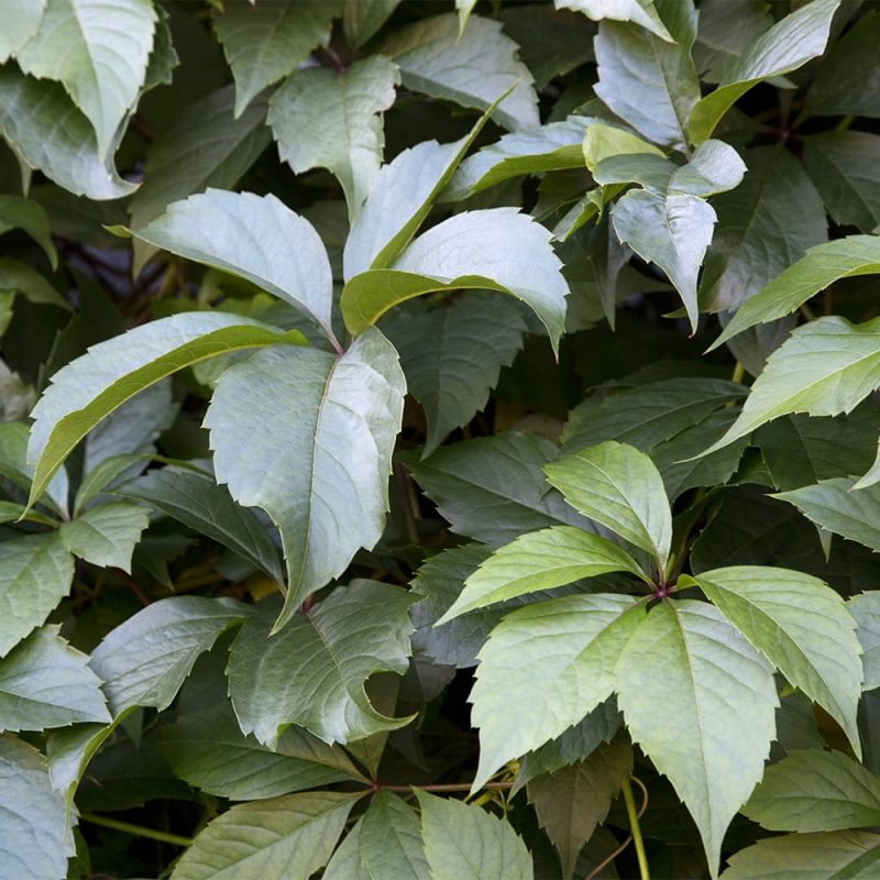 Säleikkövilliviini Parthenocissus inserta, läheltä