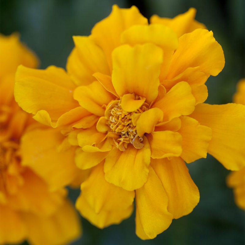 Samettikukka Tagetes sp. kukka