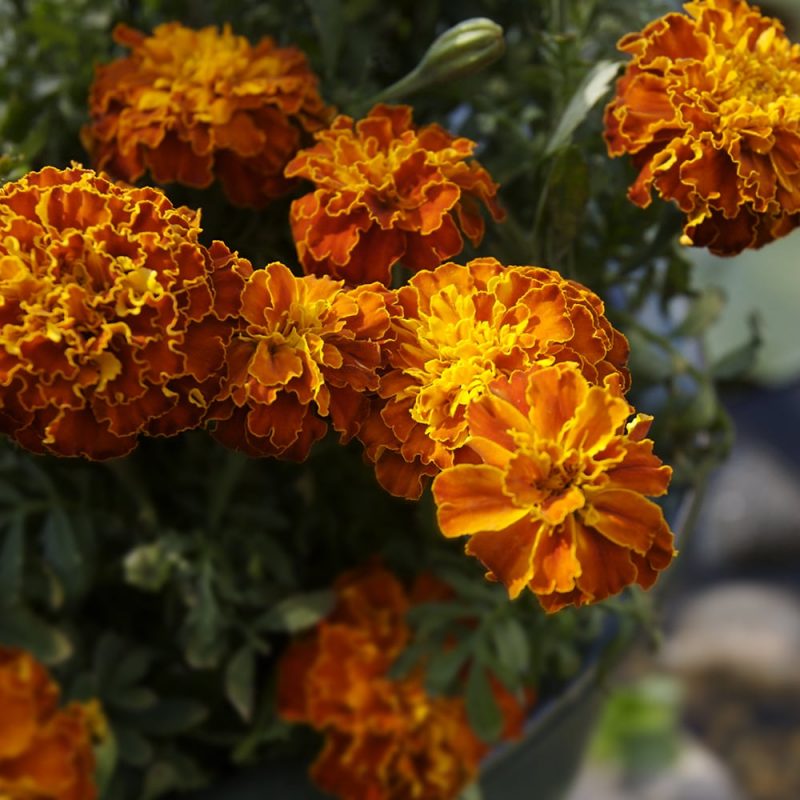 Samettikukka Tagetes sp. oranssi kerrottu