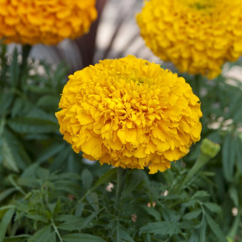 Isosamettikukka Tagetes sp. keltainen