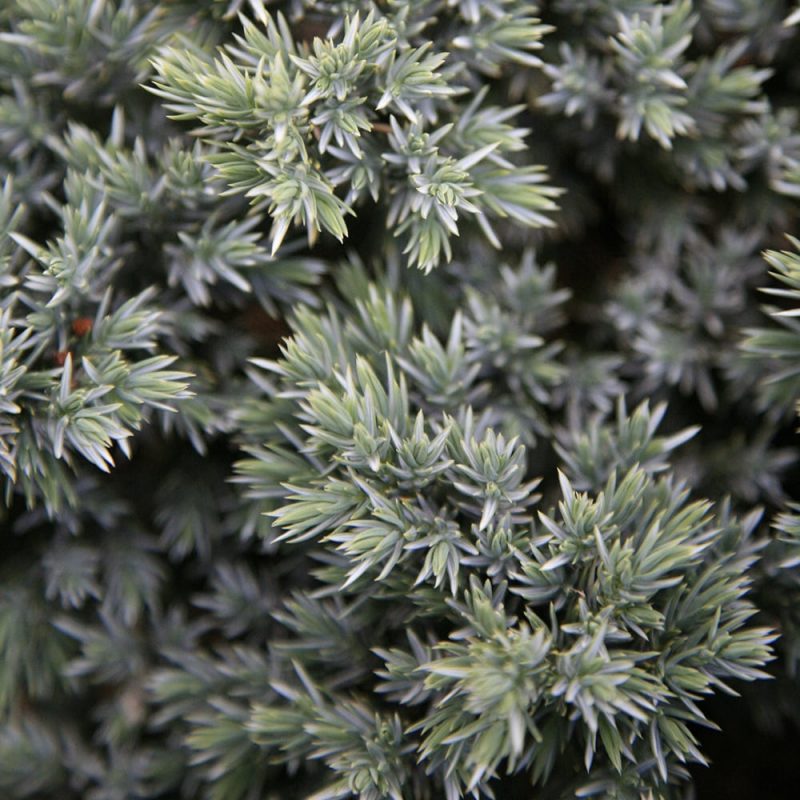 Sinikatajan Juniperus Squamata neulaset