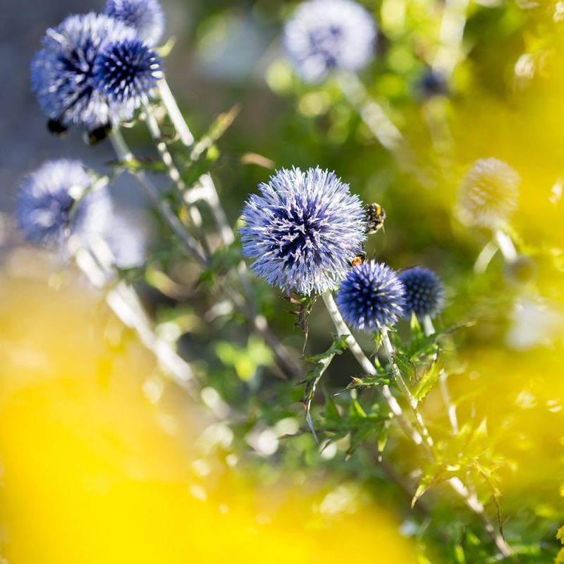 Sinipallo-ohdake Echinops bannaticus