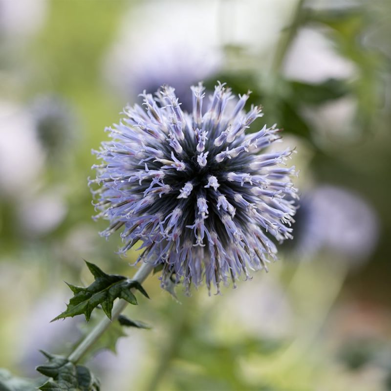 Sinipallo-ohdakkeen Echinops bannaticus pallomainen mykerö