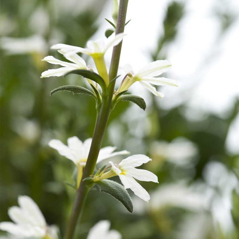 Siniviuhka Scaevola aemula