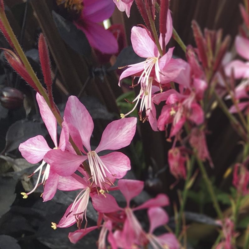 Sirokesäkynttilä Gaura lindheimeri vaaleanpunainen kukka