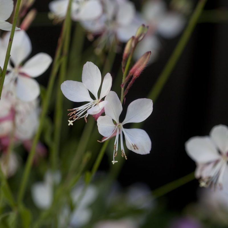 Sirokesäkynttilän Gaura lindheimeri kukka