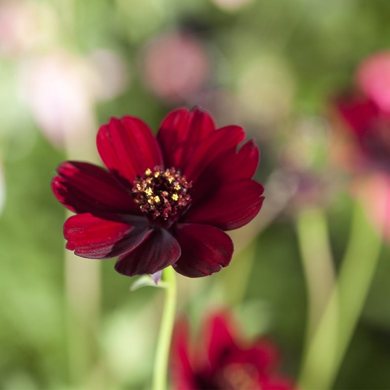 Suklaakosmoskukka Cosmos atrosanguineus