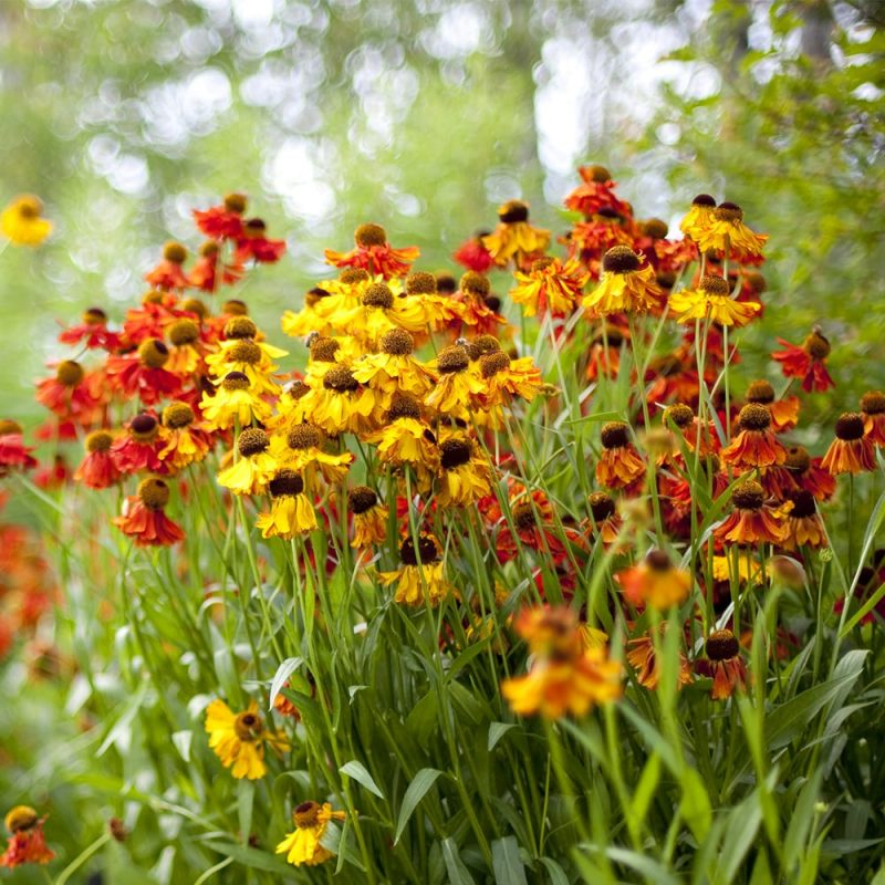 Syyshohdekukka Helenium autumnale