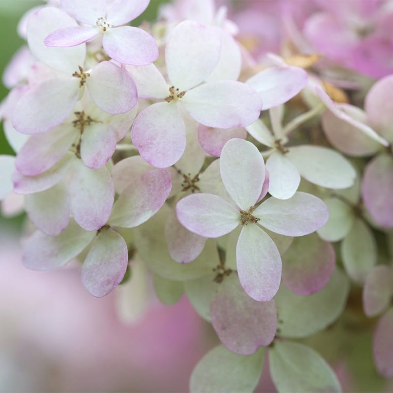 Syyshortensia_Hydrangea paniculata_Kekkilä