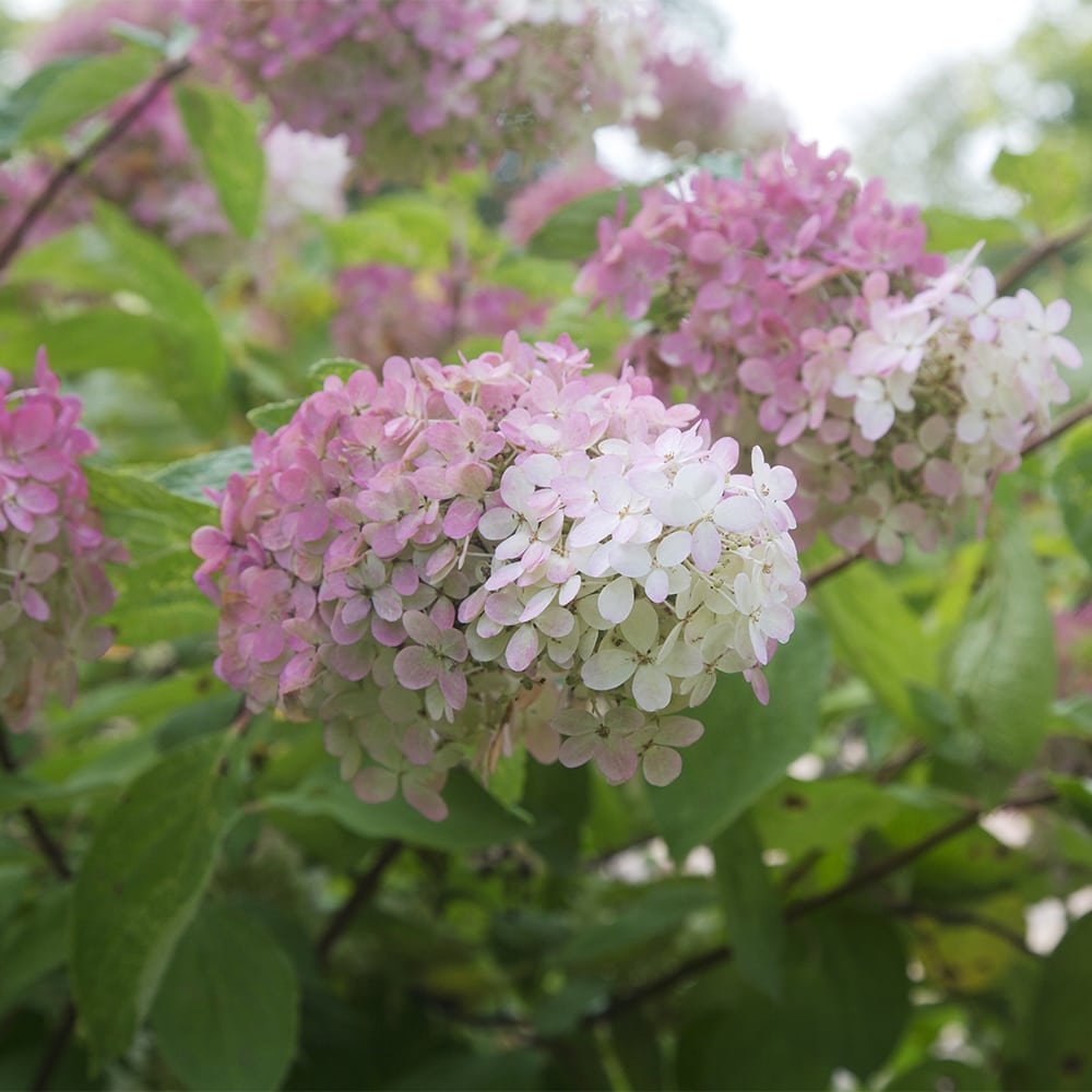 Syyshortensia_Hydrangea paniculata_Kekkilä